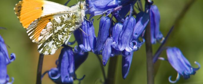 Male orange-tipped butterfly on bluebells - Bob Coyle - Bob Coyle